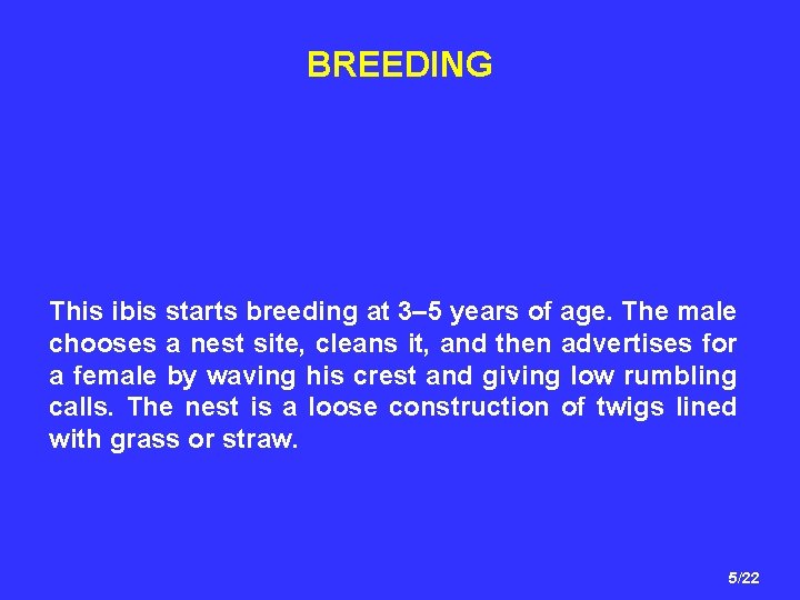 BREEDING This ibis starts breeding at 3– 5 years of age. The male chooses
