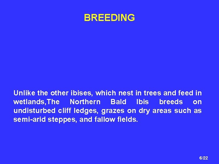 BREEDING Unlike the other ibises, which nest in trees and feed in wetlands, The