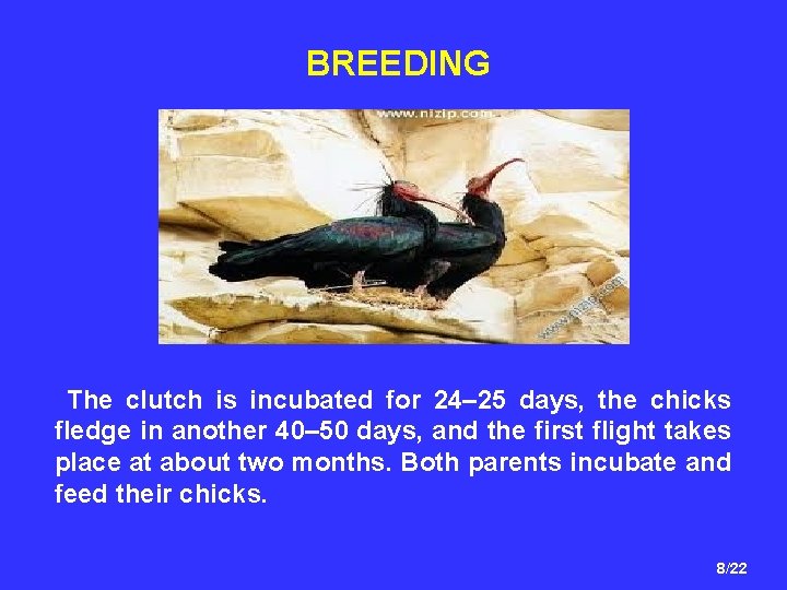 BREEDING The clutch is incubated for 24– 25 days, the chicks fledge in another