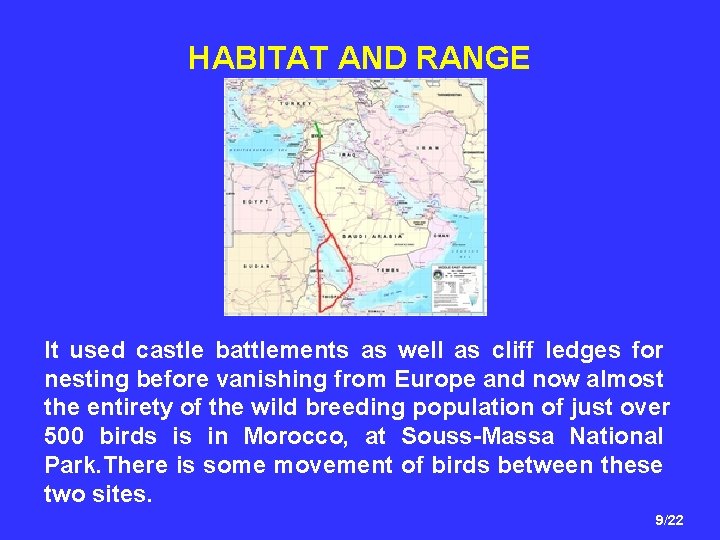 HABITAT AND RANGE It used castle battlements as well as cliff ledges for nesting