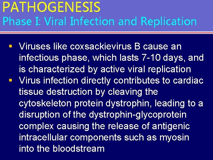 PATHOGENESIS Phase I: Viral Infection and Replication § Viruses like coxsackievirus B cause an