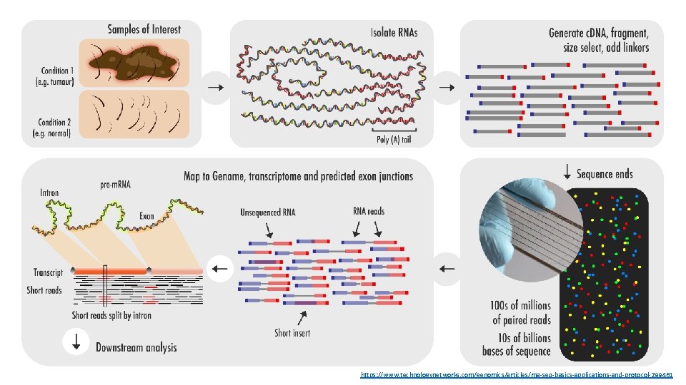 https: //www. technologynetworks. com/genomics/articles/rna-seq-basics-applications-and-protocol-299461 