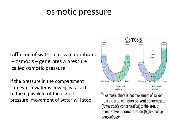 osmotic pressure Diffusion of water across a membrane – osmosis – generates a pressure