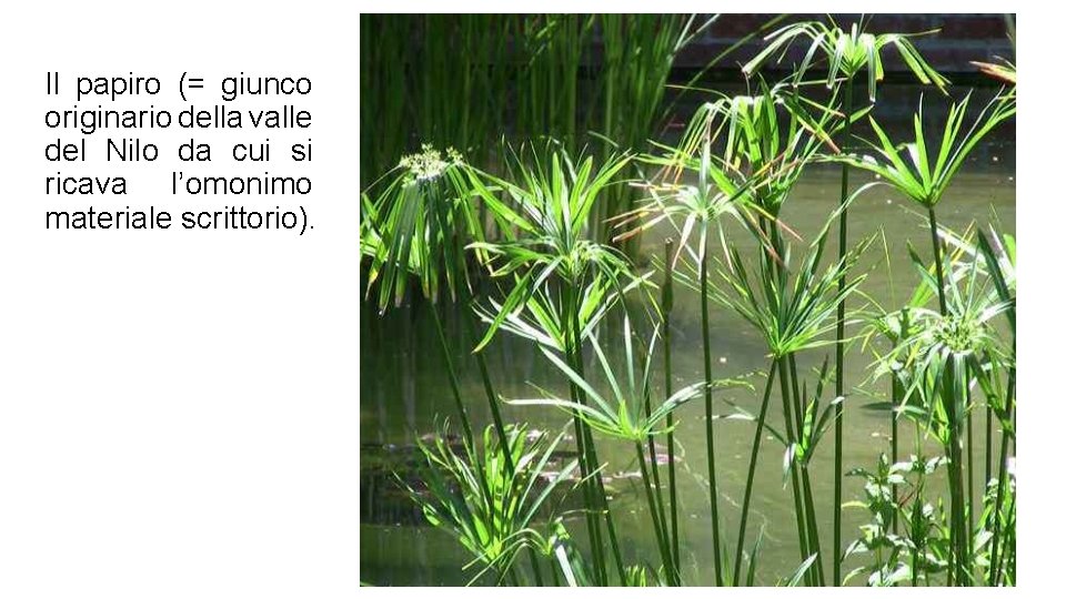 Il papiro (= giunco originario della valle del Nilo da cui si ricava l’omonimo