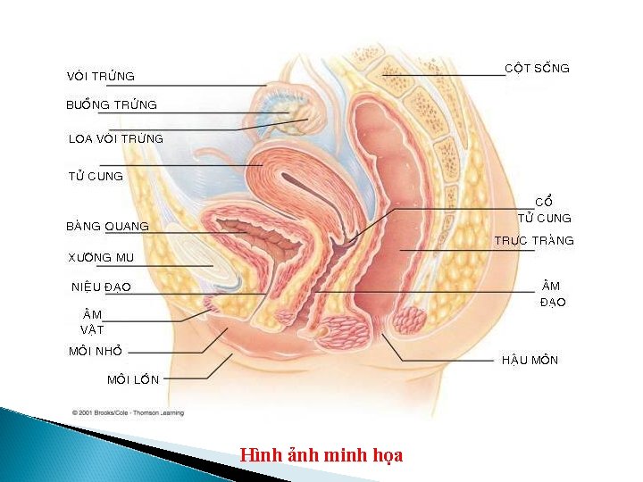 Hình ảnh minh họa 