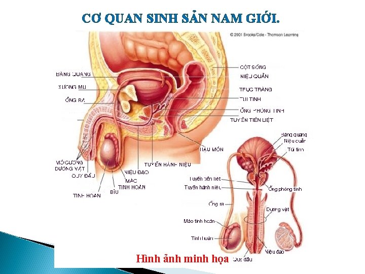 CƠ QUAN SINH SẢN NAM GIỚI. Hình ảnh minh họa 