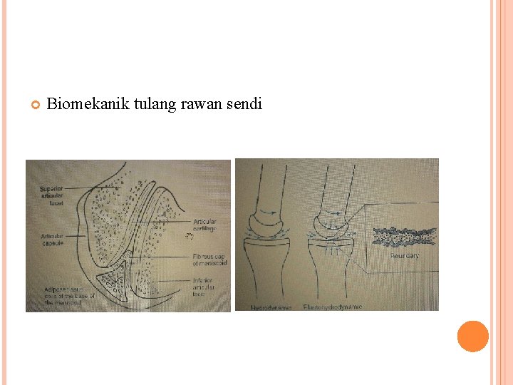  Biomekanik tulang rawan sendi 