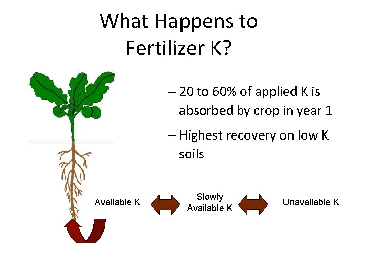What Happens to Fertilizer K? – 20 to 60% of applied K is absorbed