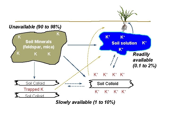 Unavailable (90 to 98%) K K K+ Soil Minerals (feldspar, mica) K K K