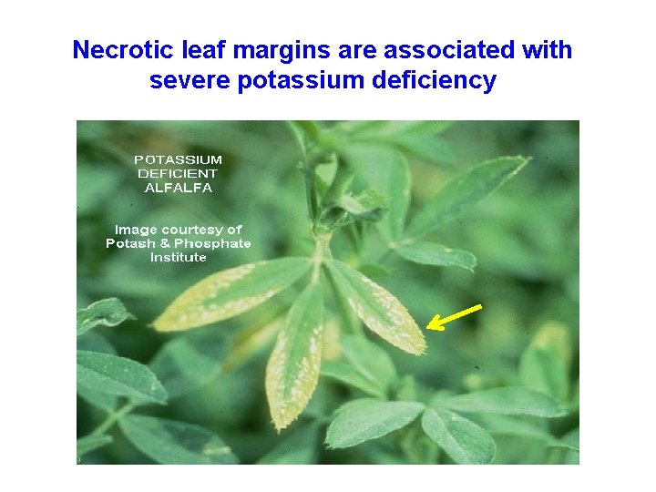 Necrotic leaf margins are associated with severe potassium deficiency 