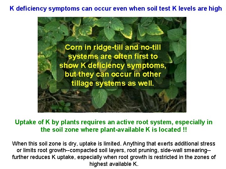 K deficiency symptoms can occur even when soil test K levels are high Corn