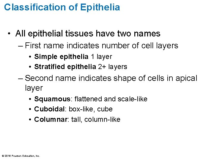 Classification of Epithelia • All epithelial tissues have two names – First name indicates