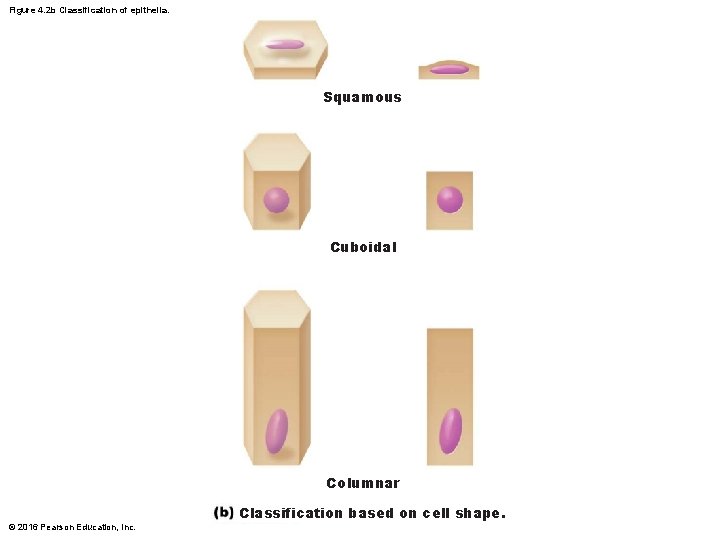 Figure 4. 2 b Classification of epithelia. Squamous Cuboidal Columnar © 2016 Pearson Education,