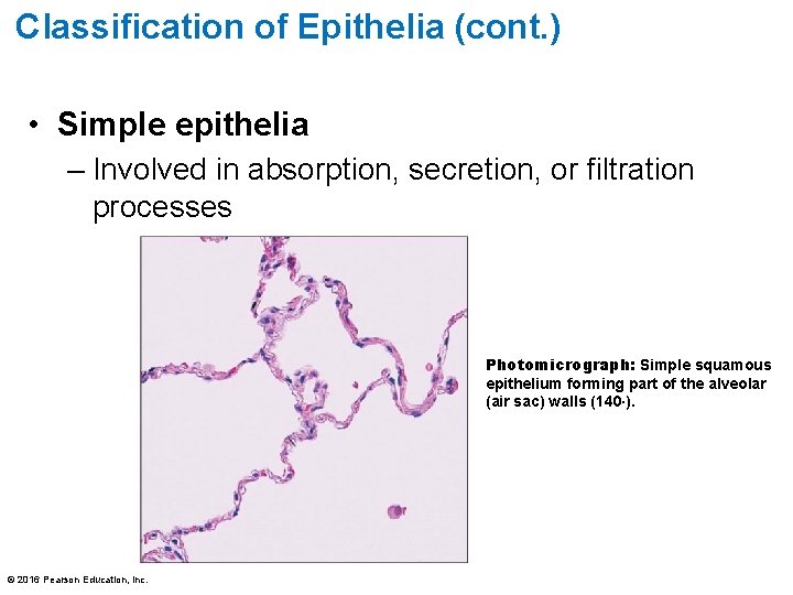 Classification of Epithelia (cont. ) • Simple epithelia – Involved in absorption, secretion, or