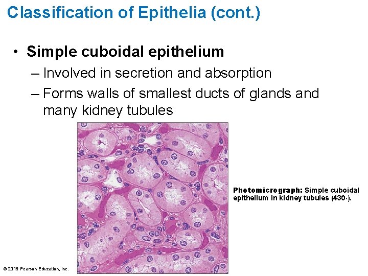 Classification of Epithelia (cont. ) • Simple cuboidal epithelium – Involved in secretion and