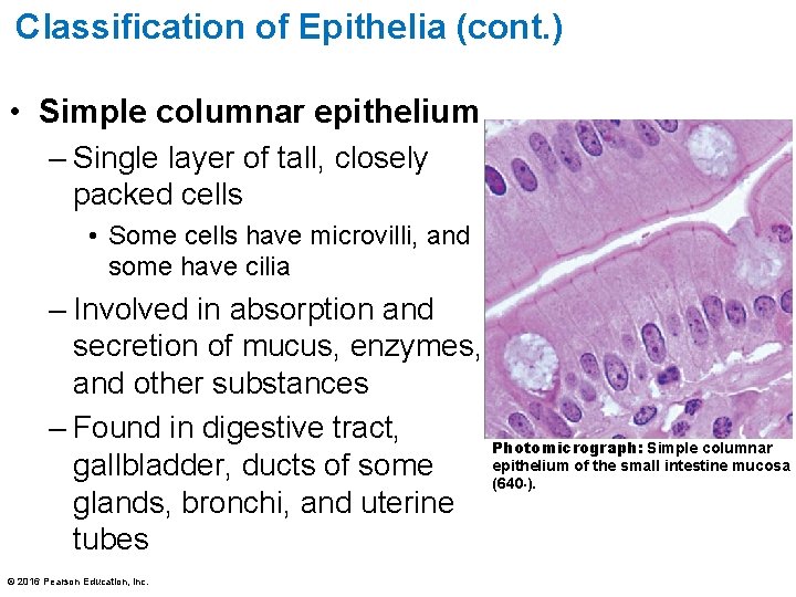 Classification of Epithelia (cont. ) • Simple columnar epithelium – Single layer of tall,