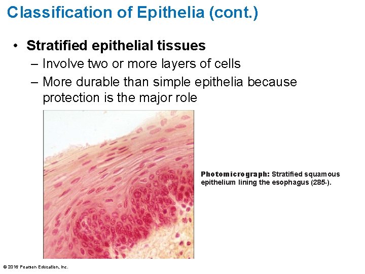 Classification of Epithelia (cont. ) • Stratified epithelial tissues – Involve two or more