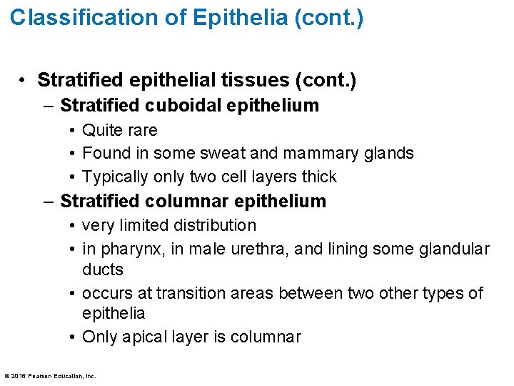 Classification of Epithelia (cont. ) • Stratified epithelial tissues (cont. ) – Stratified cuboidal