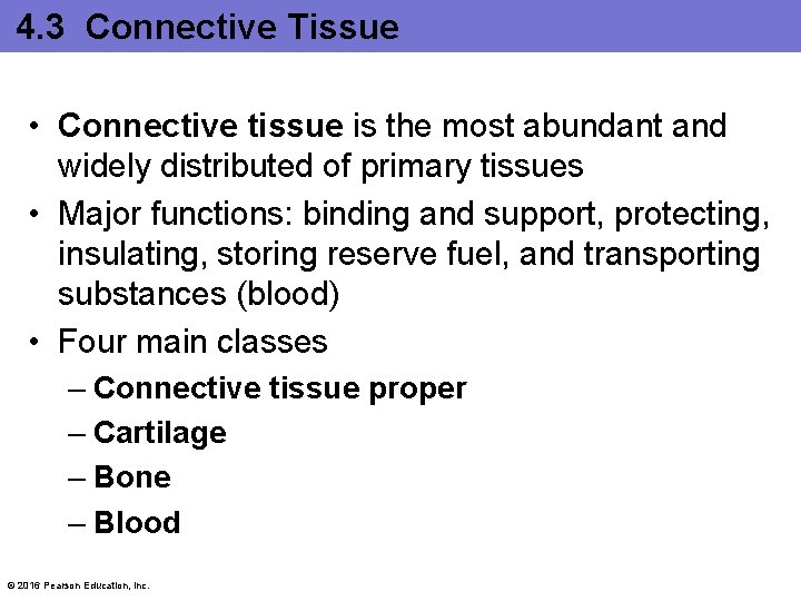 4. 3 Connective Tissue • Connective tissue is the most abundant and widely distributed