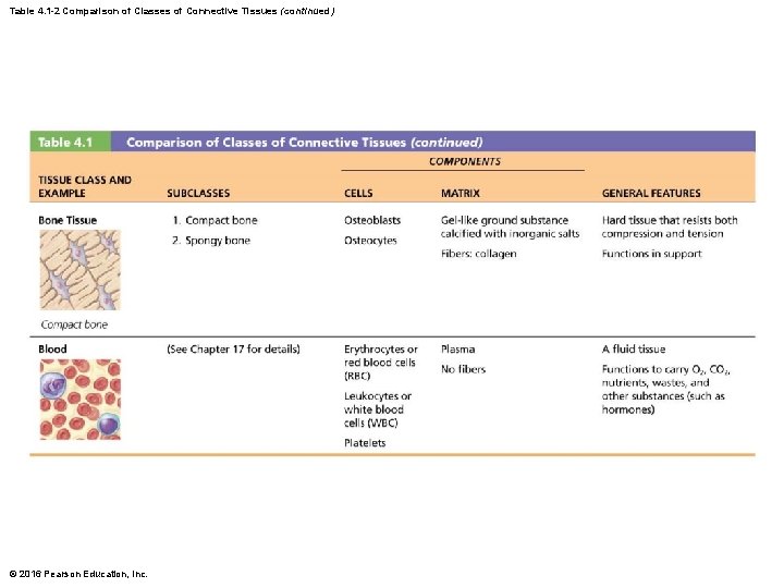 Table 4. 1 -2 Comparison of Classes of Connective Tissues (continued) © 2016 Pearson