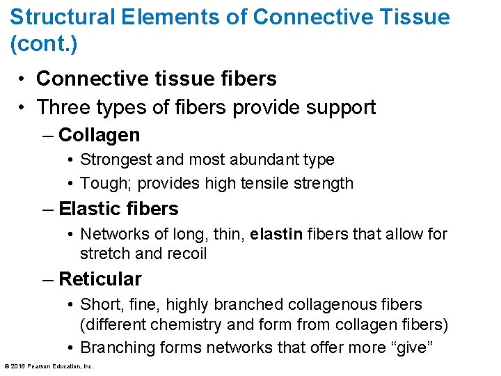 Structural Elements of Connective Tissue (cont. ) • Connective tissue fibers • Three types