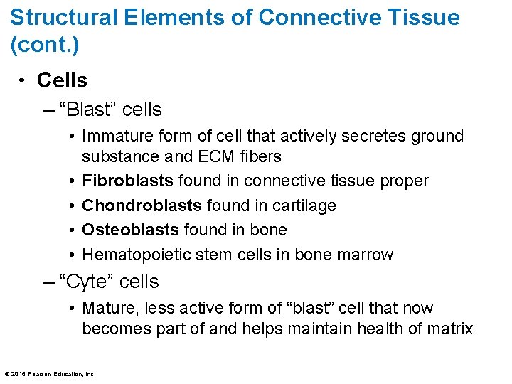 Structural Elements of Connective Tissue (cont. ) • Cells – “Blast” cells • Immature