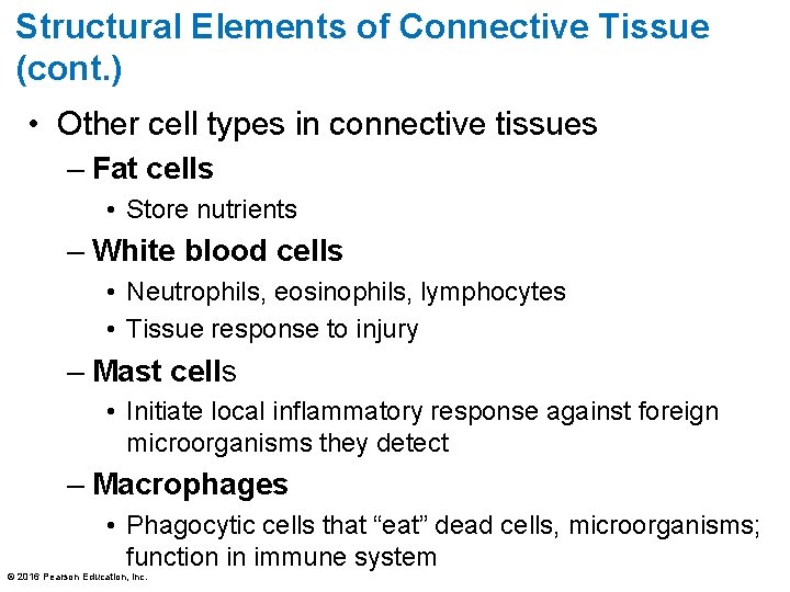 Structural Elements of Connective Tissue (cont. ) • Other cell types in connective tissues