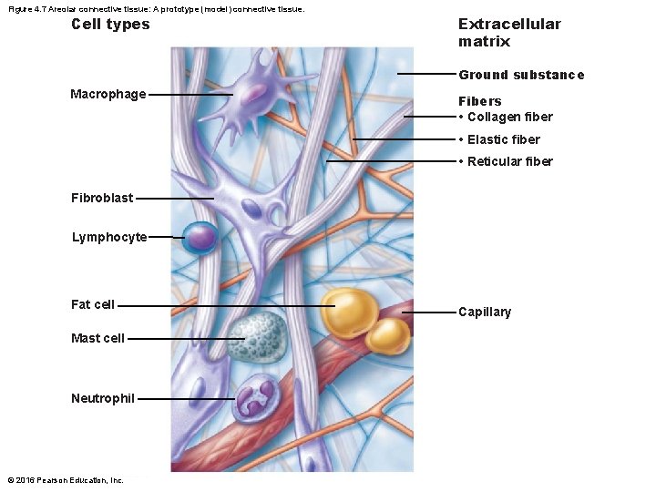 Figure 4. 7 Areolar connective tissue: A prototype (model) connective tissue. Cell types Extracellular