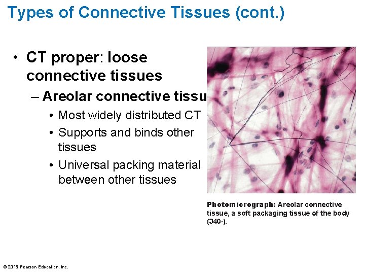 Types of Connective Tissues (cont. ) • CT proper: loose connective tissues – Areolar