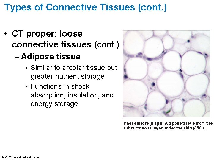 Types of Connective Tissues (cont. ) • CT proper: loose connective tissues (cont. )
