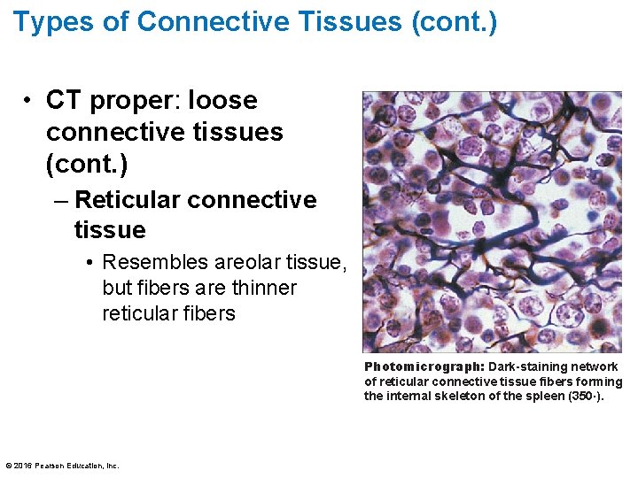 Types of Connective Tissues (cont. ) • CT proper: loose connective tissues (cont. )