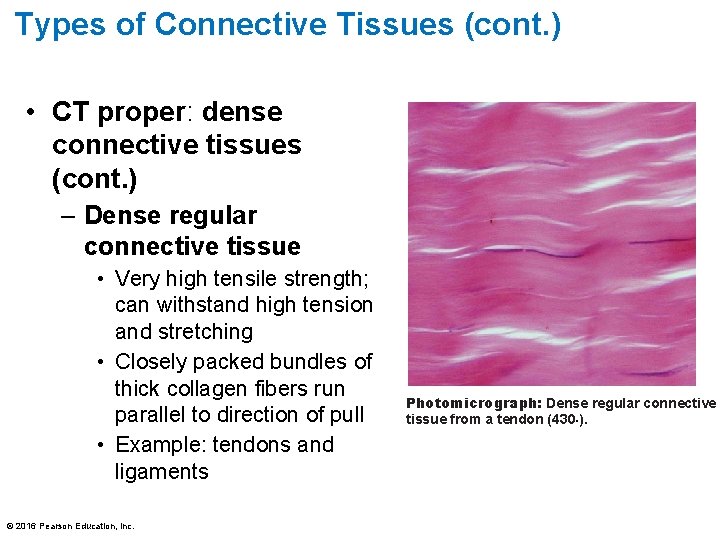 Types of Connective Tissues (cont. ) • CT proper: dense connective tissues (cont. )