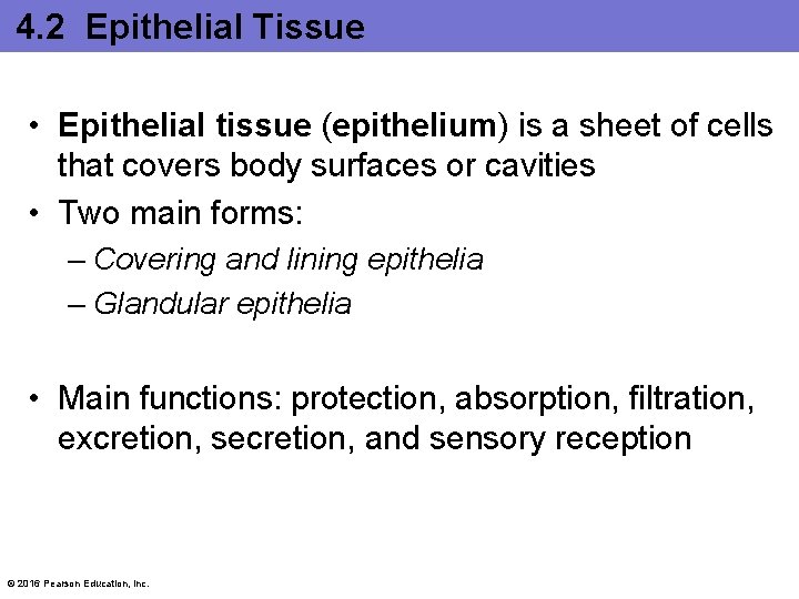 4. 2 Epithelial Tissue • Epithelial tissue (epithelium) is a sheet of cells that