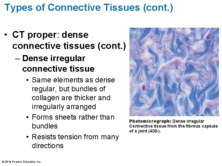 Types of Connective Tissues (cont. ) • CT proper: dense connective tissues (cont. )