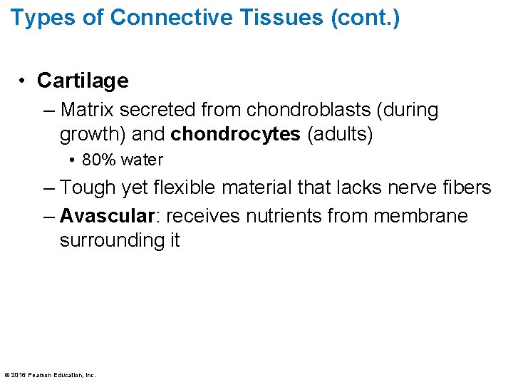 Types of Connective Tissues (cont. ) • Cartilage – Matrix secreted from chondroblasts (during