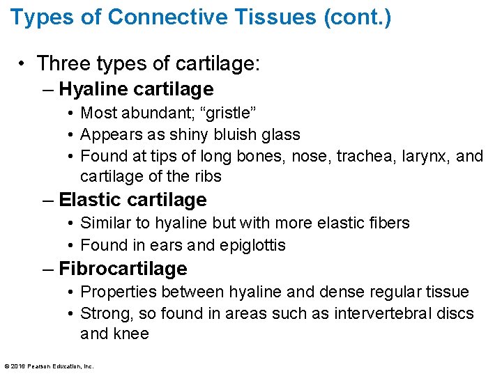Types of Connective Tissues (cont. ) • Three types of cartilage: – Hyaline cartilage