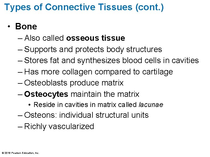 Types of Connective Tissues (cont. ) • Bone – Also called osseous tissue –