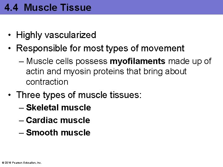 4. 4 Muscle Tissue • Highly vascularized • Responsible for most types of movement