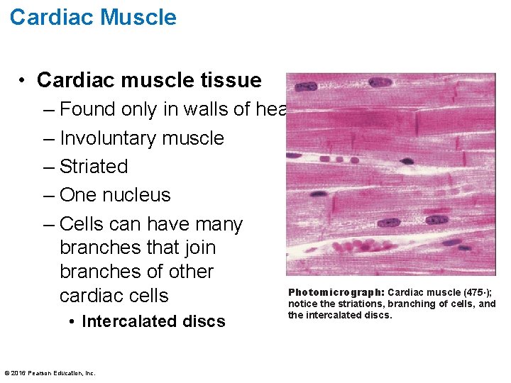 Cardiac Muscle • Cardiac muscle tissue – Found only in walls of heart –