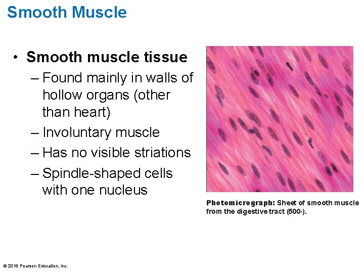 Smooth Muscle • Smooth muscle tissue – Found mainly in walls of hollow organs