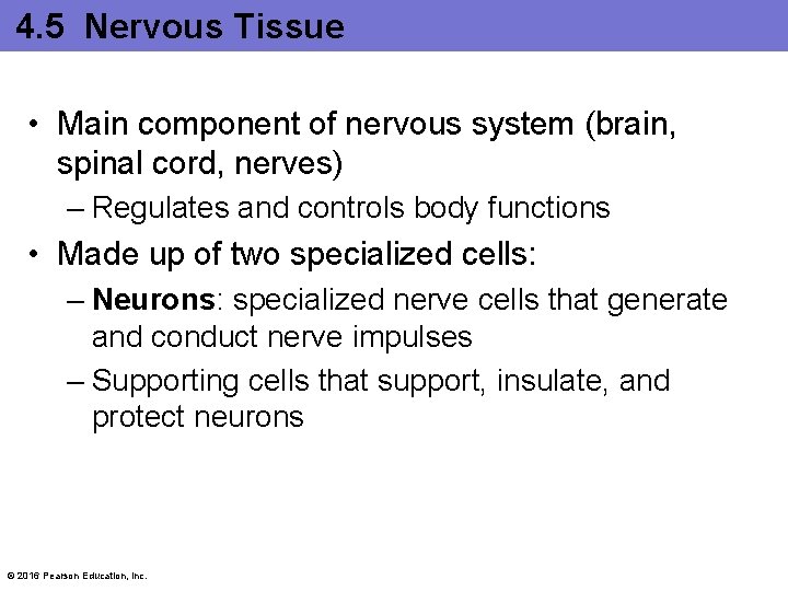 4. 5 Nervous Tissue • Main component of nervous system (brain, spinal cord, nerves)