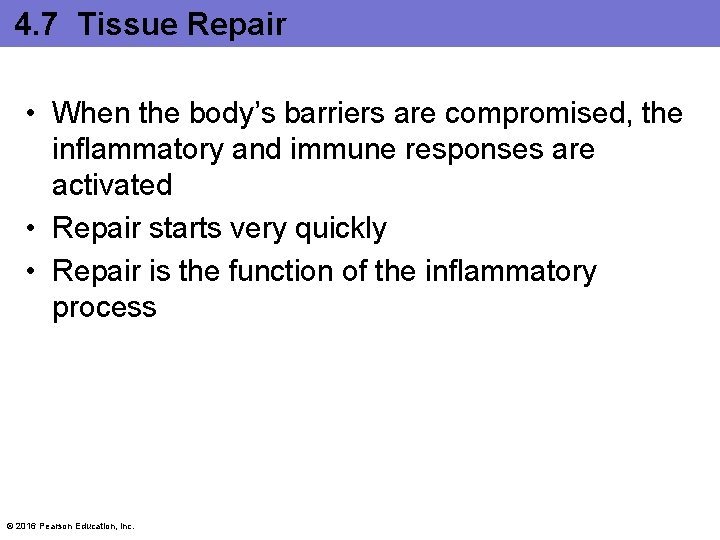 4. 7 Tissue Repair • When the body’s barriers are compromised, the inflammatory and