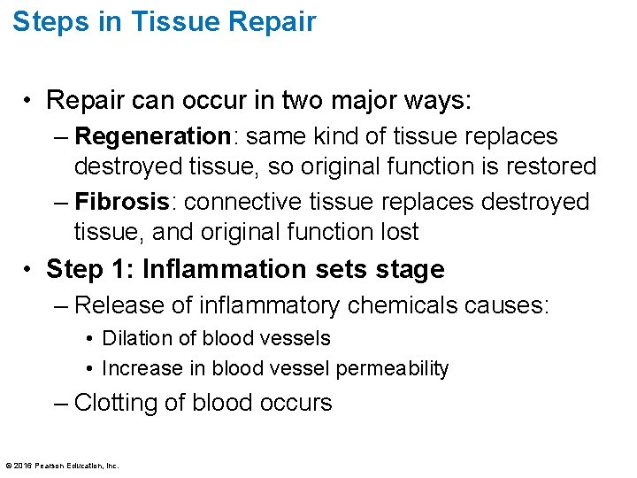 Steps in Tissue Repair • Repair can occur in two major ways: – Regeneration: