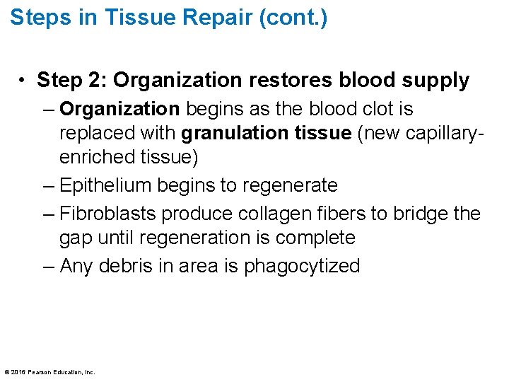 Steps in Tissue Repair (cont. ) • Step 2: Organization restores blood supply –