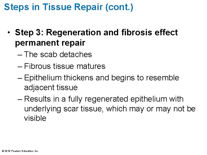 Steps in Tissue Repair (cont. ) • Step 3: Regeneration and fibrosis effect permanent