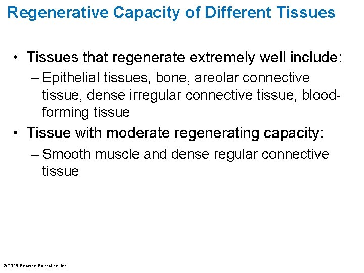 Regenerative Capacity of Different Tissues • Tissues that regenerate extremely well include: – Epithelial