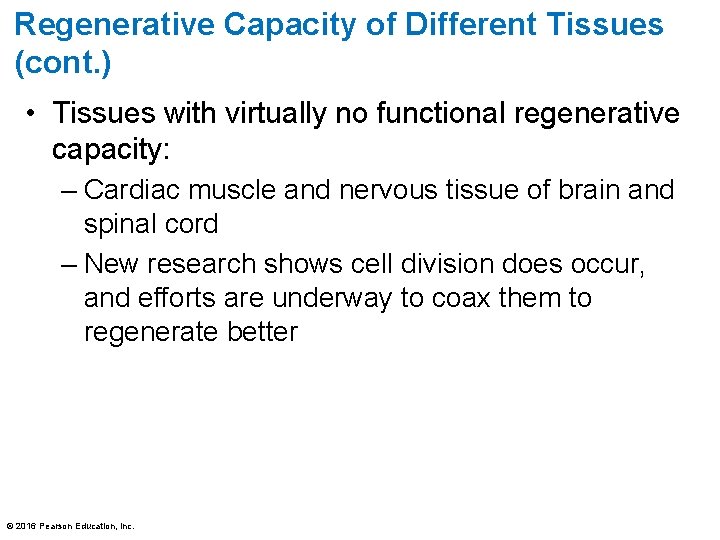 Regenerative Capacity of Different Tissues (cont. ) • Tissues with virtually no functional regenerative