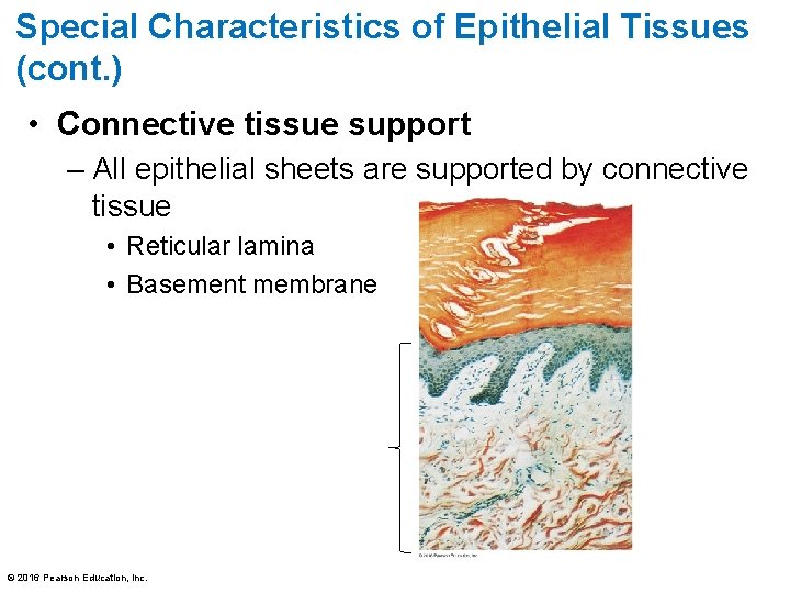 Special Characteristics of Epithelial Tissues (cont. ) • Connective tissue support – All epithelial