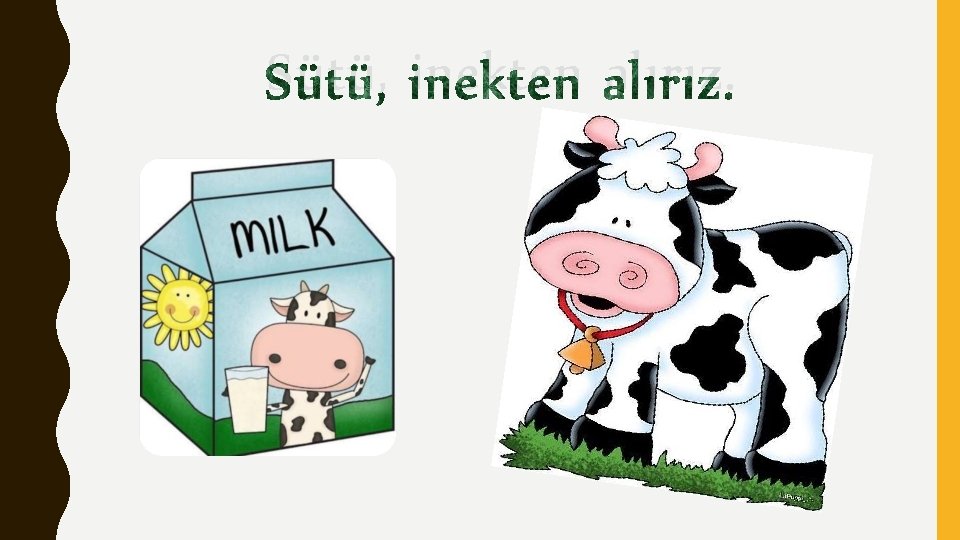 Sütü, inekten alırız. 