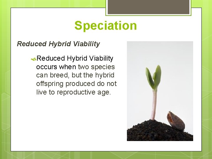 Speciation Reduced Hybrid Viability occurs when two species can breed, but the hybrid offspring